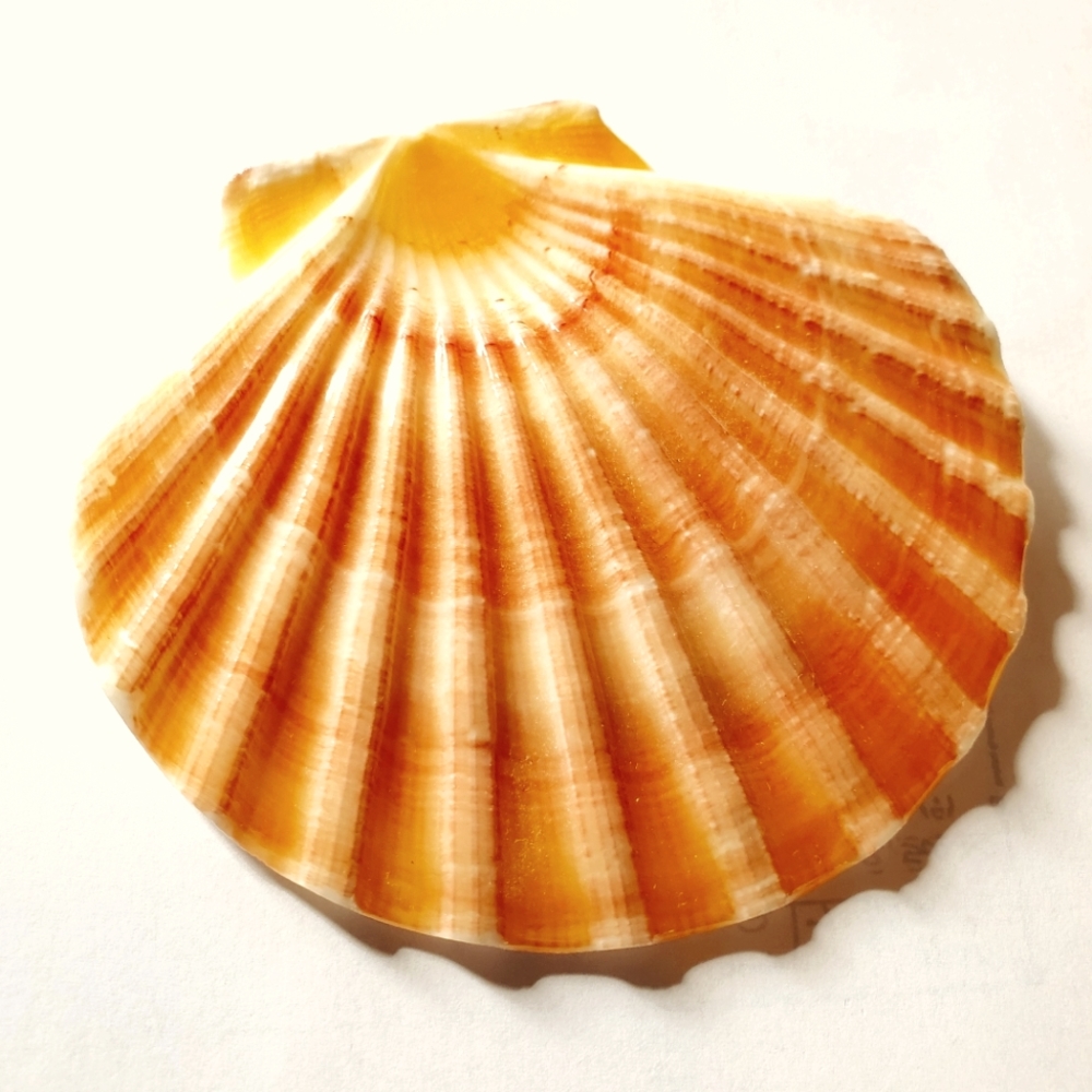 Orange Lion's Paw Scallop Shell 4-5" 49 grams